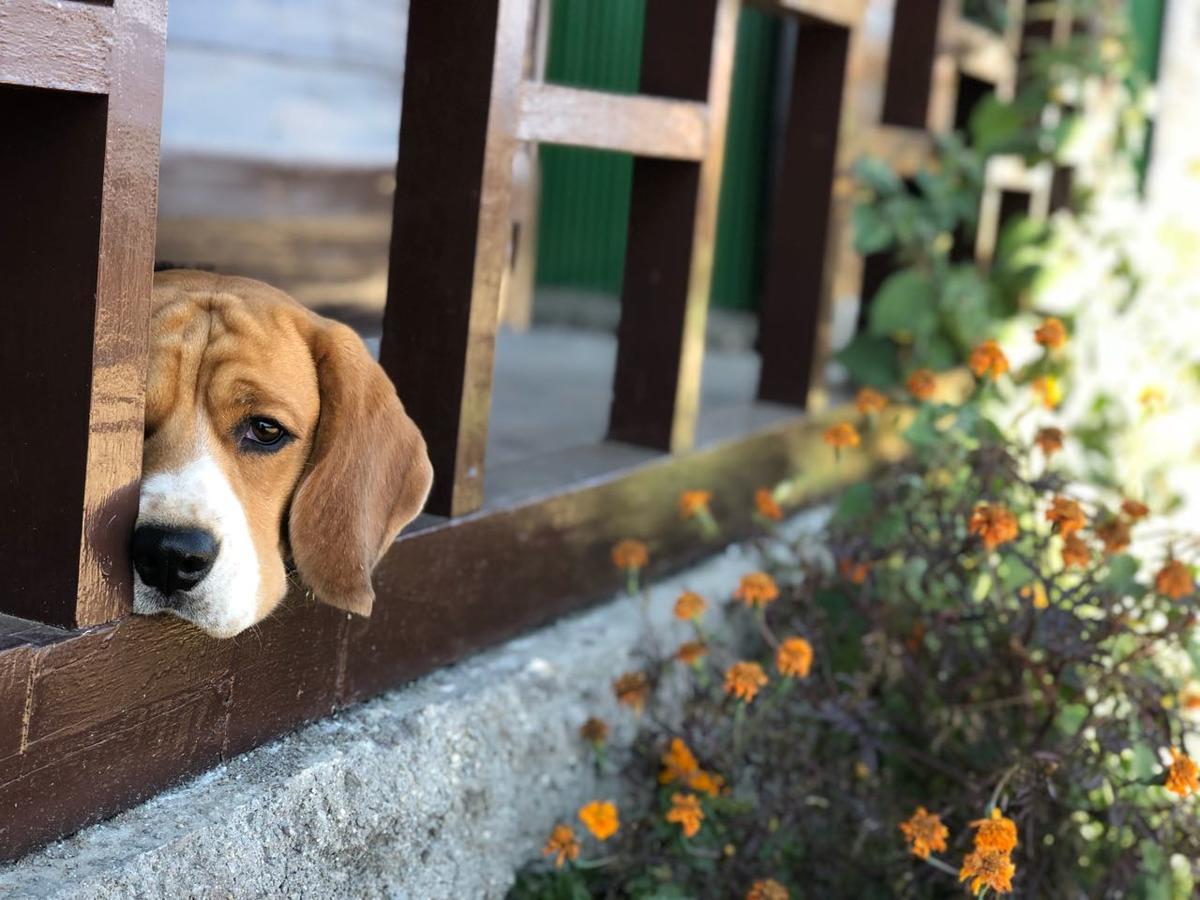 Suma Aavaas Farmstay 大吉岭 外观 照片