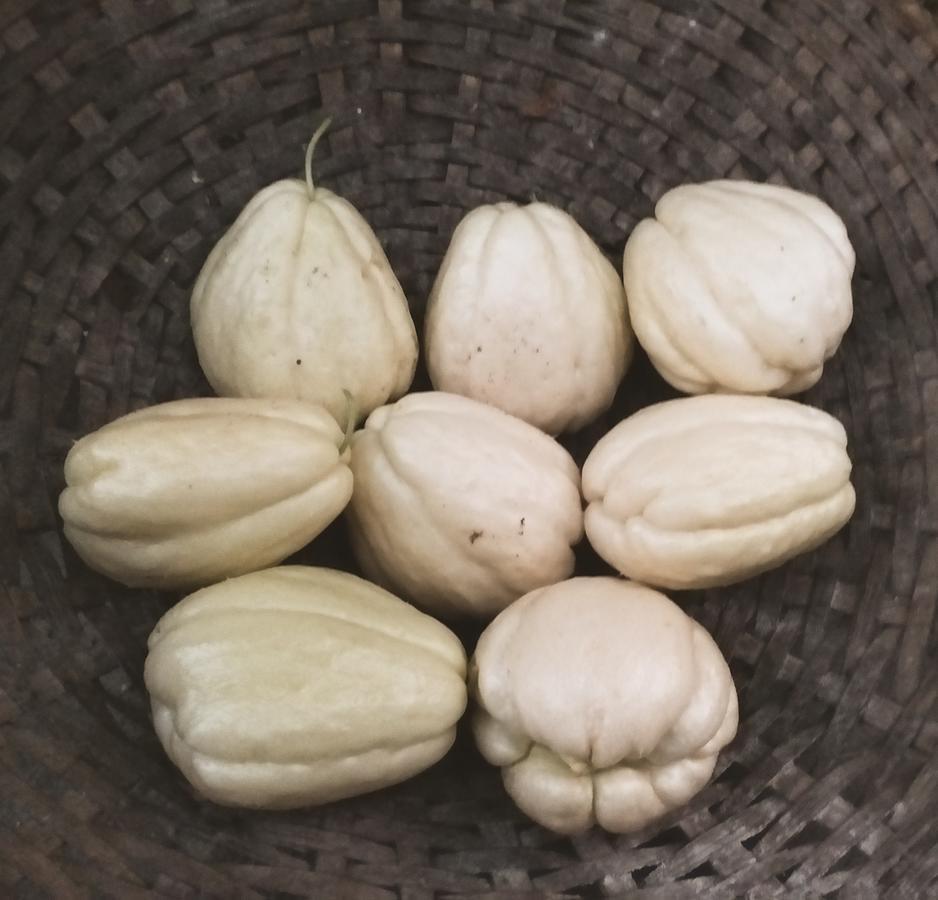 Suma Aavaas Farmstay 大吉岭 外观 照片