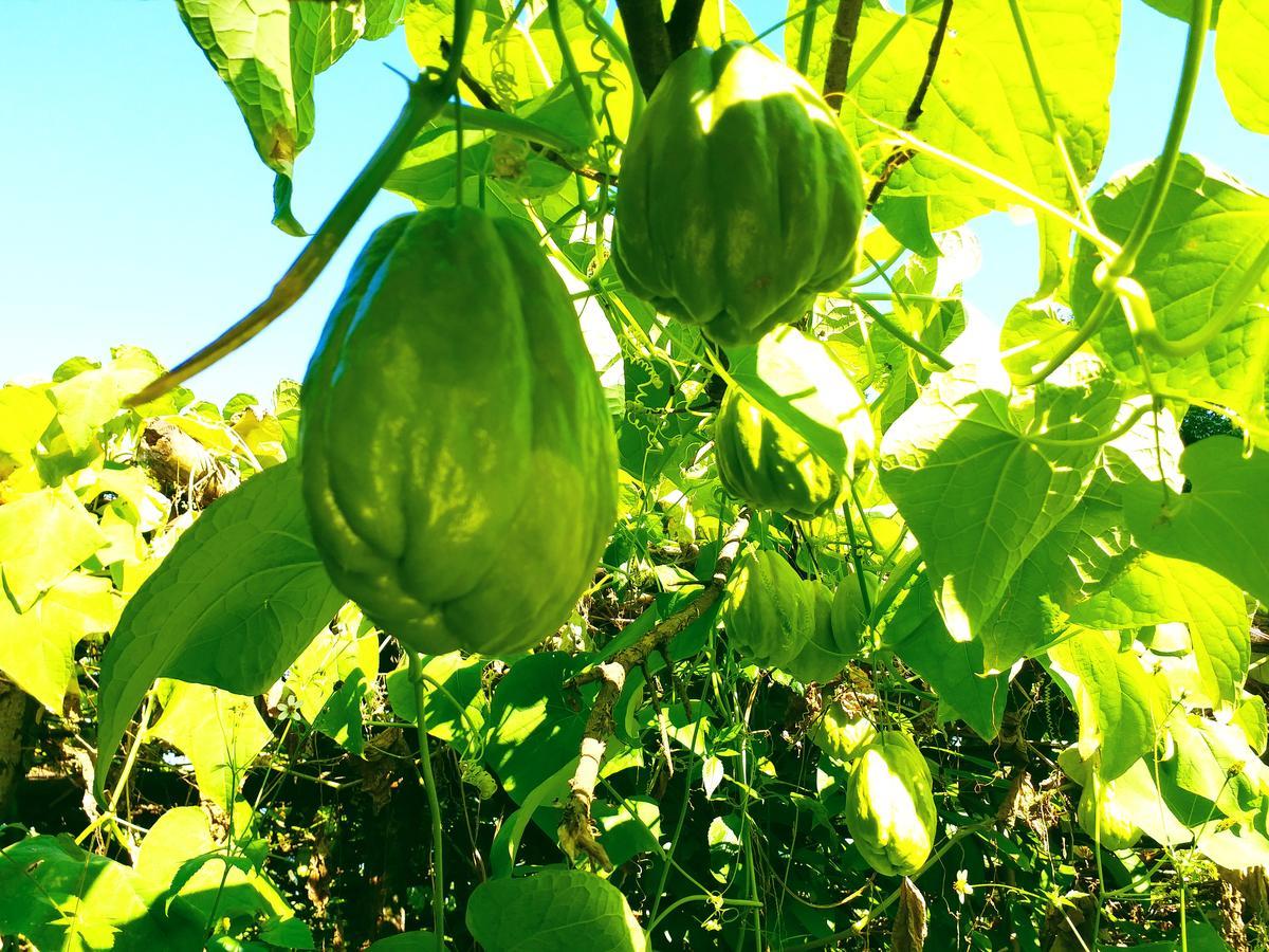 Suma Aavaas Farmstay 大吉岭 外观 照片